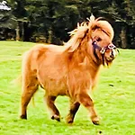 The Dozy Donkey Shepherd Hut Campview Farm * Ballyshannon