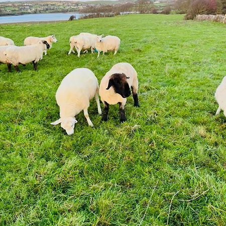 The Dozy Donkey Shepherd Hut & Sauna Farm Lejlighed