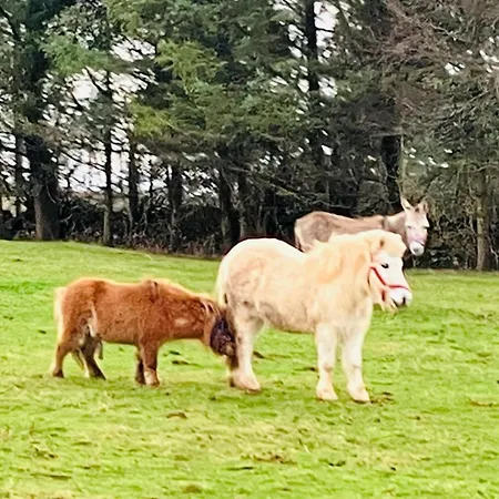 The Dozy Donkey Shepherd Hut & Sauna Farm *