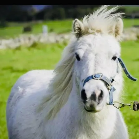 The Dozy Donkey Shepherd Hut & Sauna Farm Lägenhet Ballyshannon