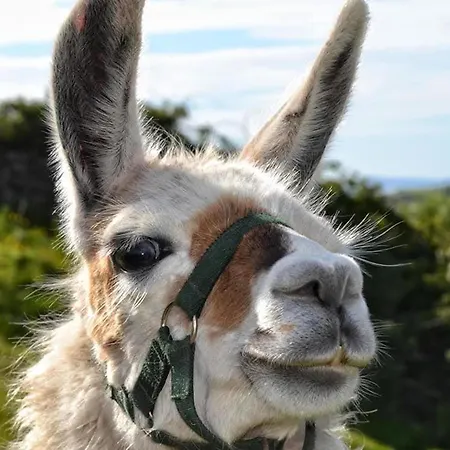 The Dozy Donkey Shepherd Hut & Sauna Farm *