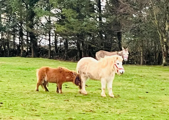 The Dozy Donkey Shepherd Hut Campview Farm *